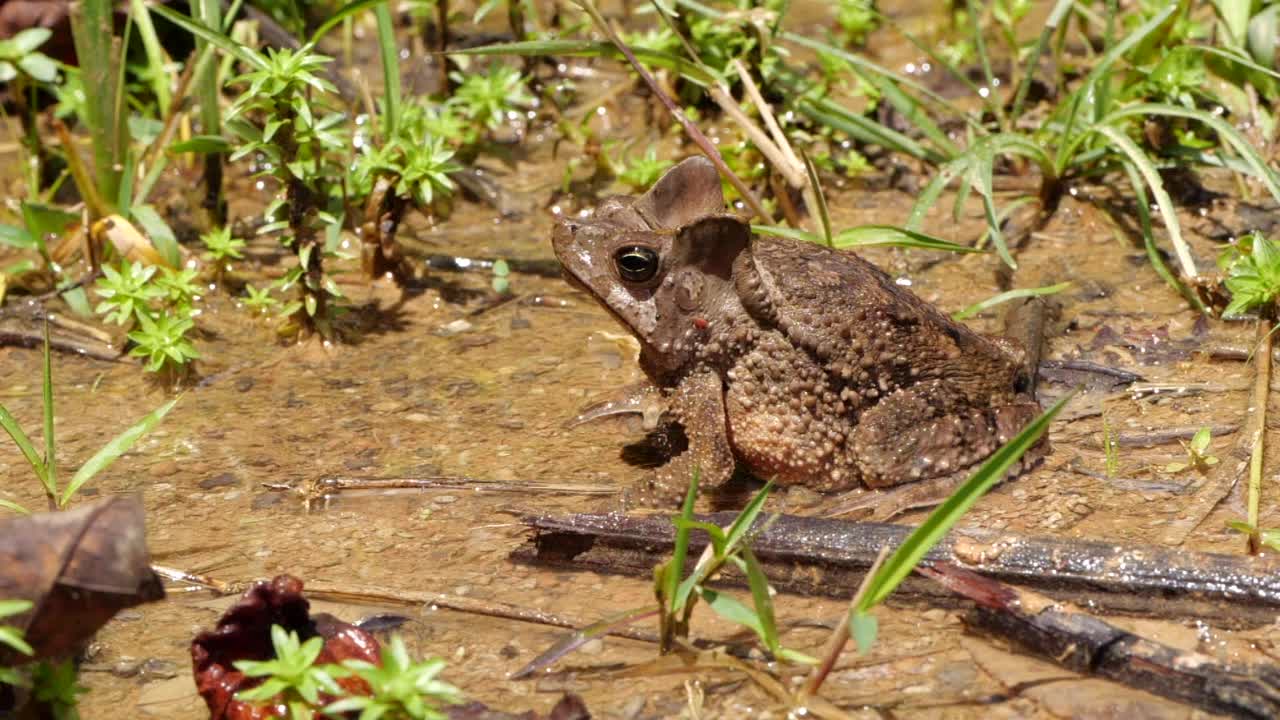 冠毛蟾蜍(Rhinella margaritifera)视频素材