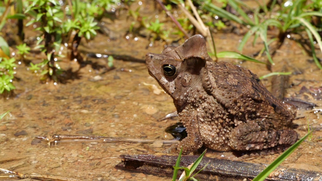 冠毛蟾蜍(Rhinella margaritifera)视频素材