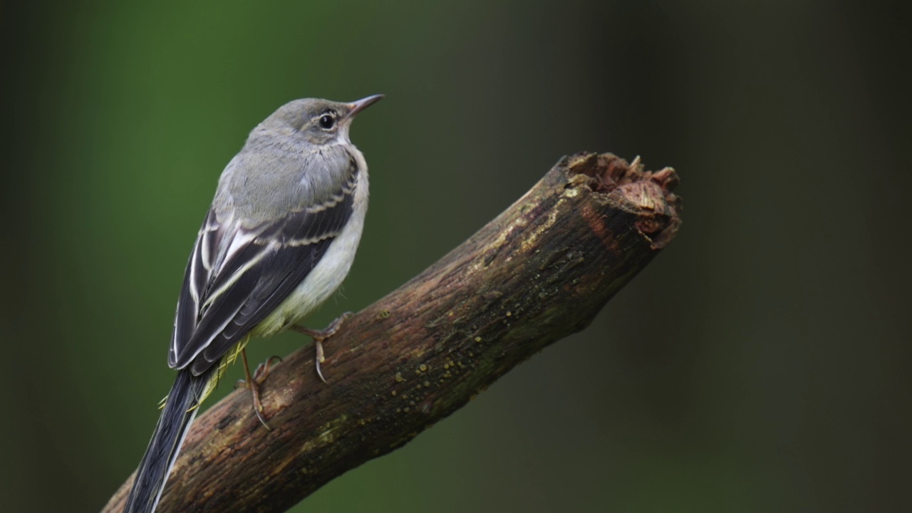 年轻的灰色鹡鸰(Motacilla cinerea)坐在栖木上。他摇着尾巴。近距离射杀。视频素材