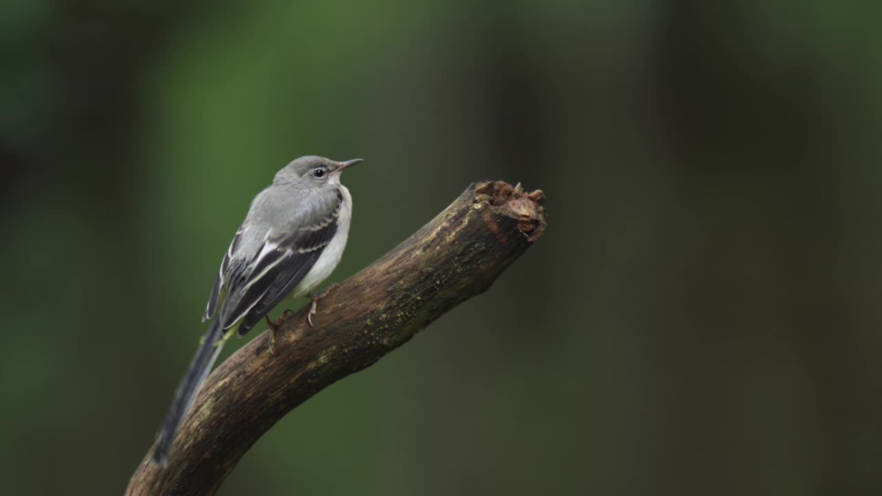 年轻的灰色鹡鸰(Motacilla cinerea)坐在栖木上清洁羽毛，休息。他摇着尾巴。近距离射杀。视频素材