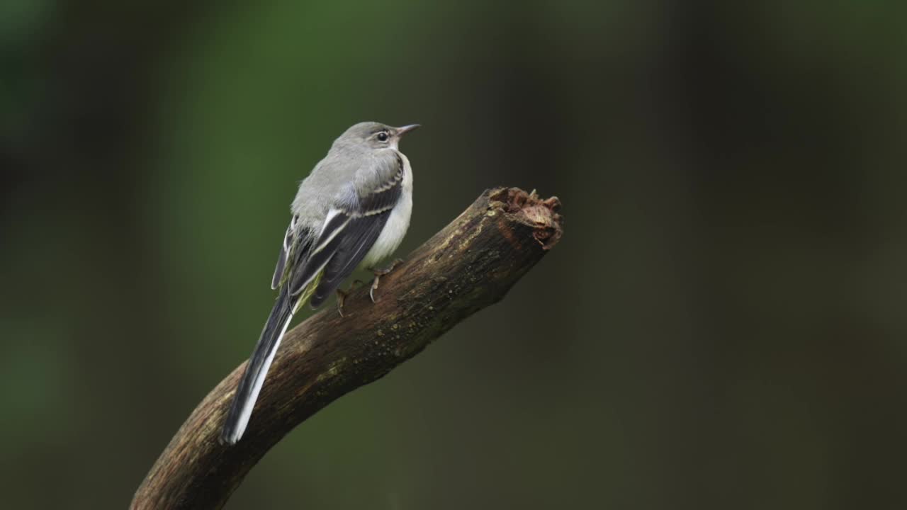 年轻的灰色鹡鸰(Motacilla cinerea)坐在栖木上清洁羽毛，休息。他摇着尾巴。近距离射杀。视频素材