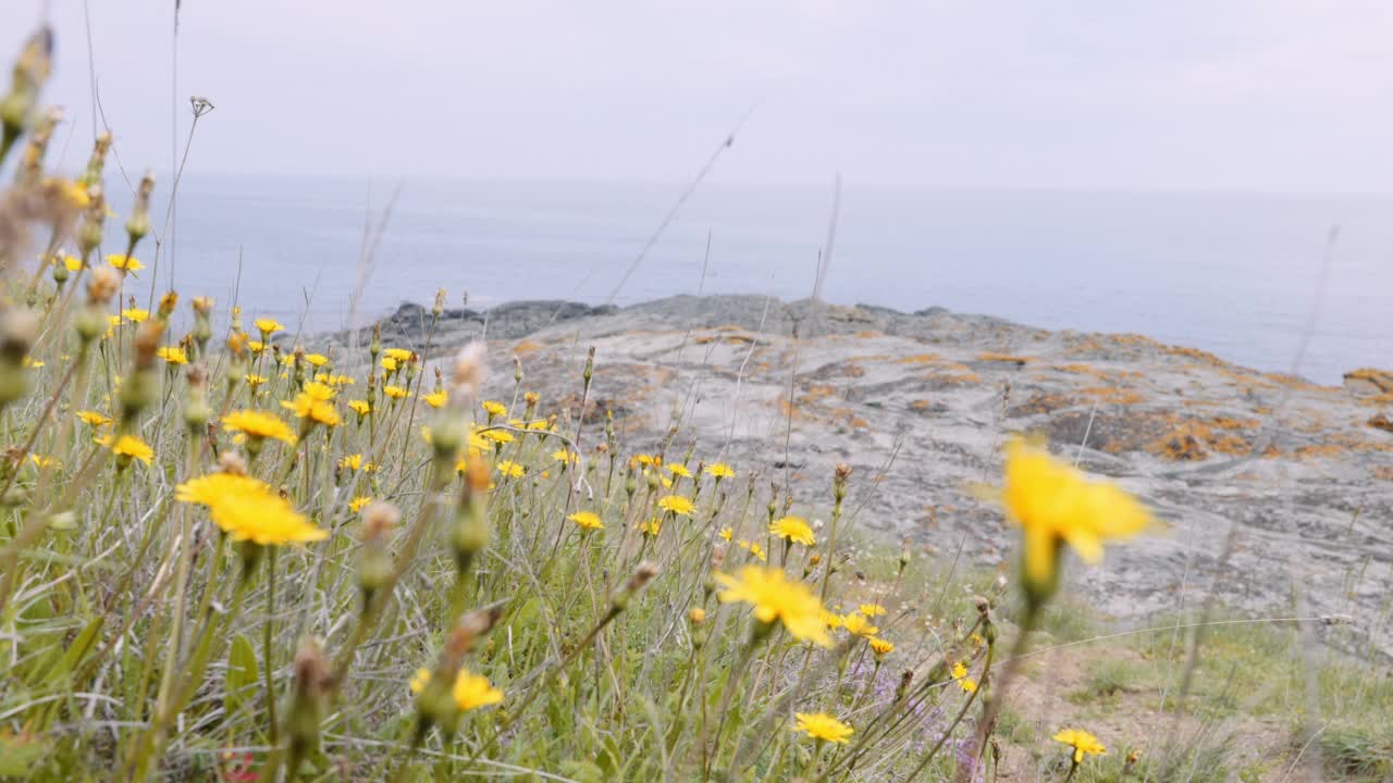 风吹着春天的黄色野花在大海的背景。关闭了。视频素材