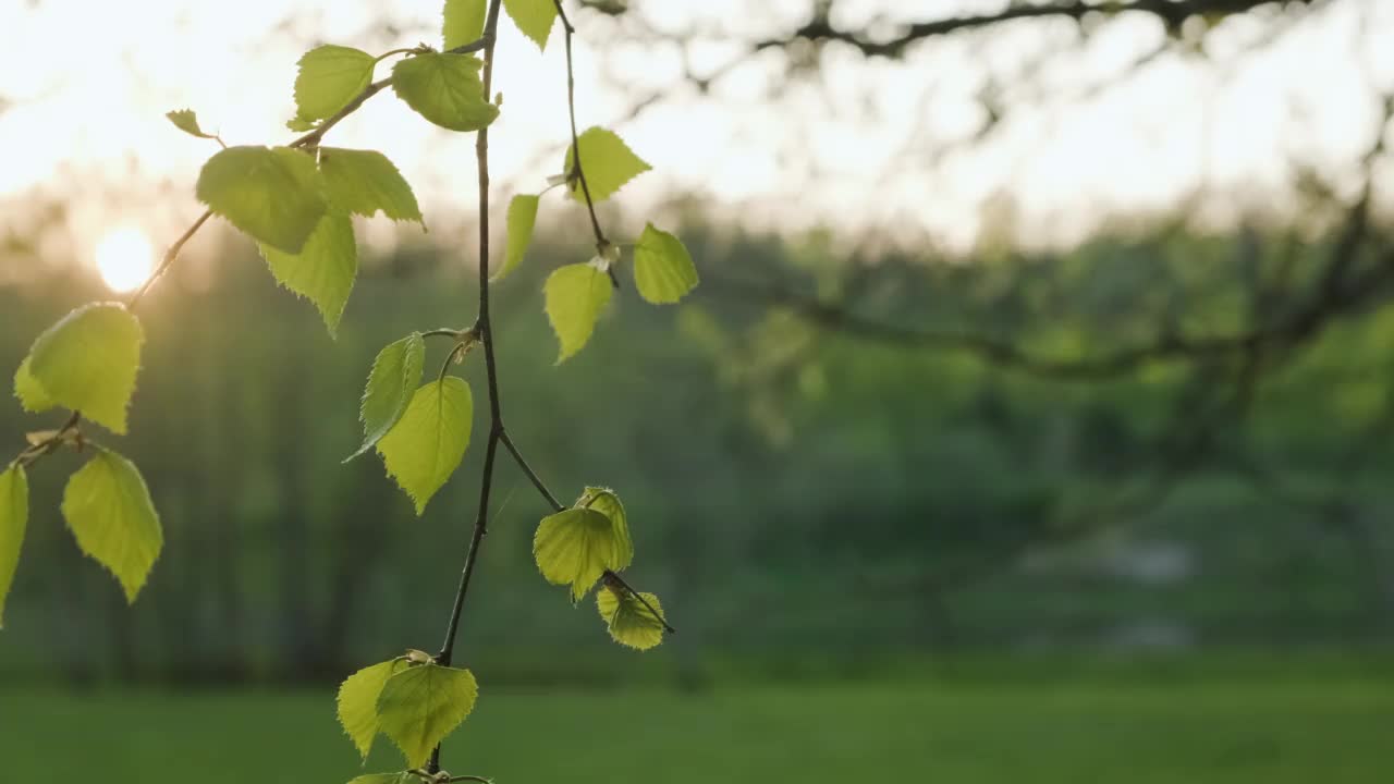 春天的早晨，白桦树的叶子在阳光下随风摇曳视频素材