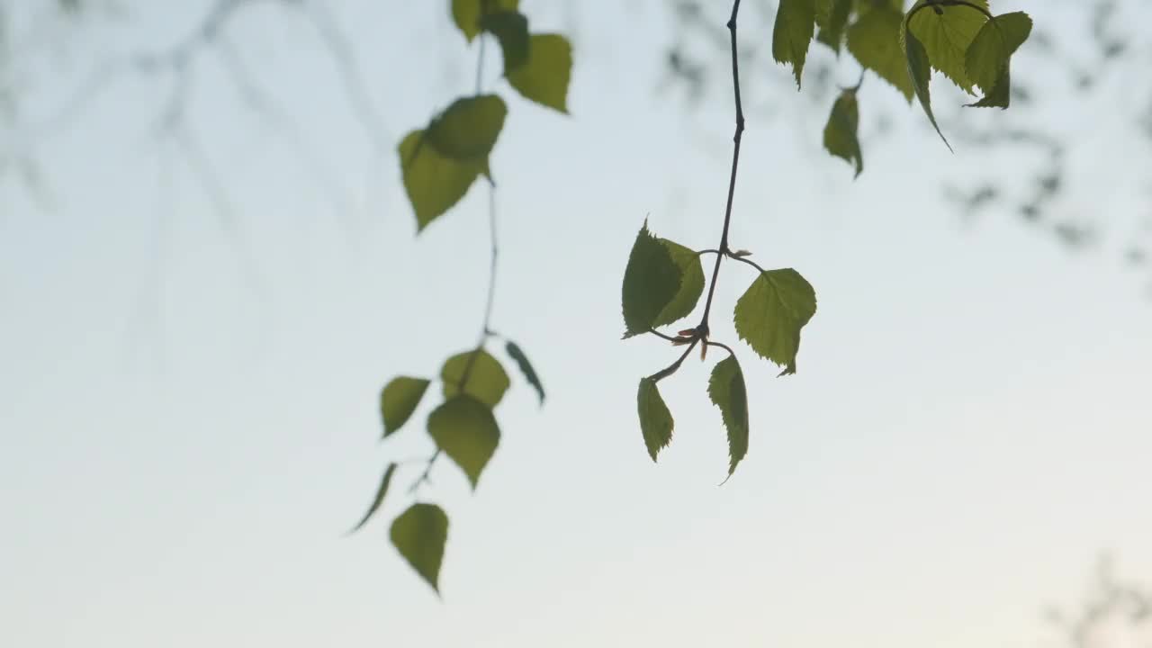 春天的早晨，白桦树的叶子在阳光下随风摇曳视频素材