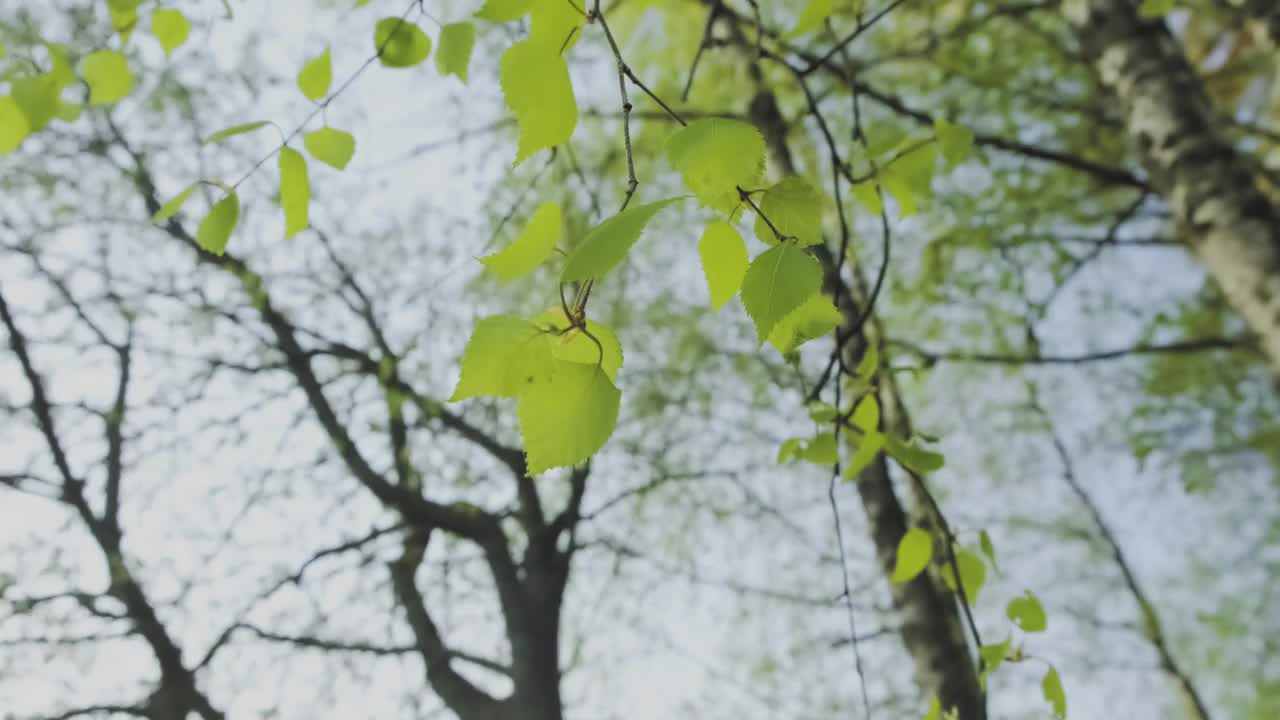 春天的早晨，白桦树的叶子在阳光下随风摇曳视频素材