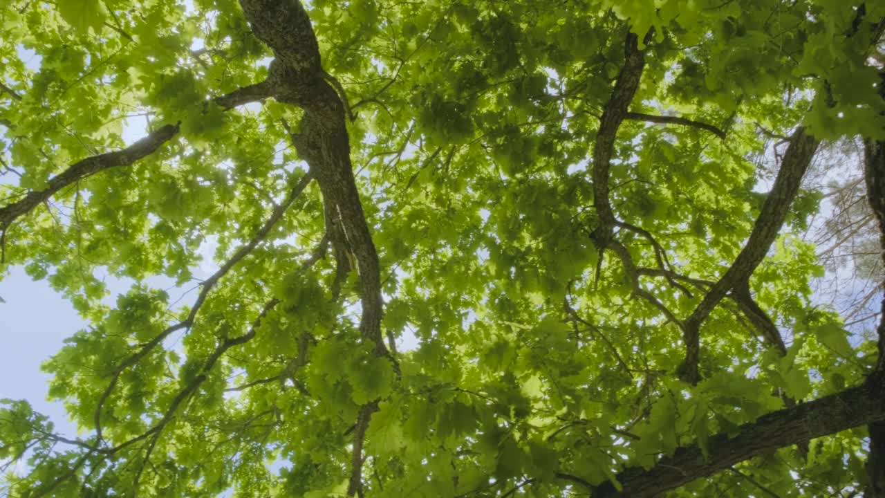 夏季森林里各种各样的树冠在阳光的映衬下映衬着蓝天。树的底部视图，鸟鸣视频素材