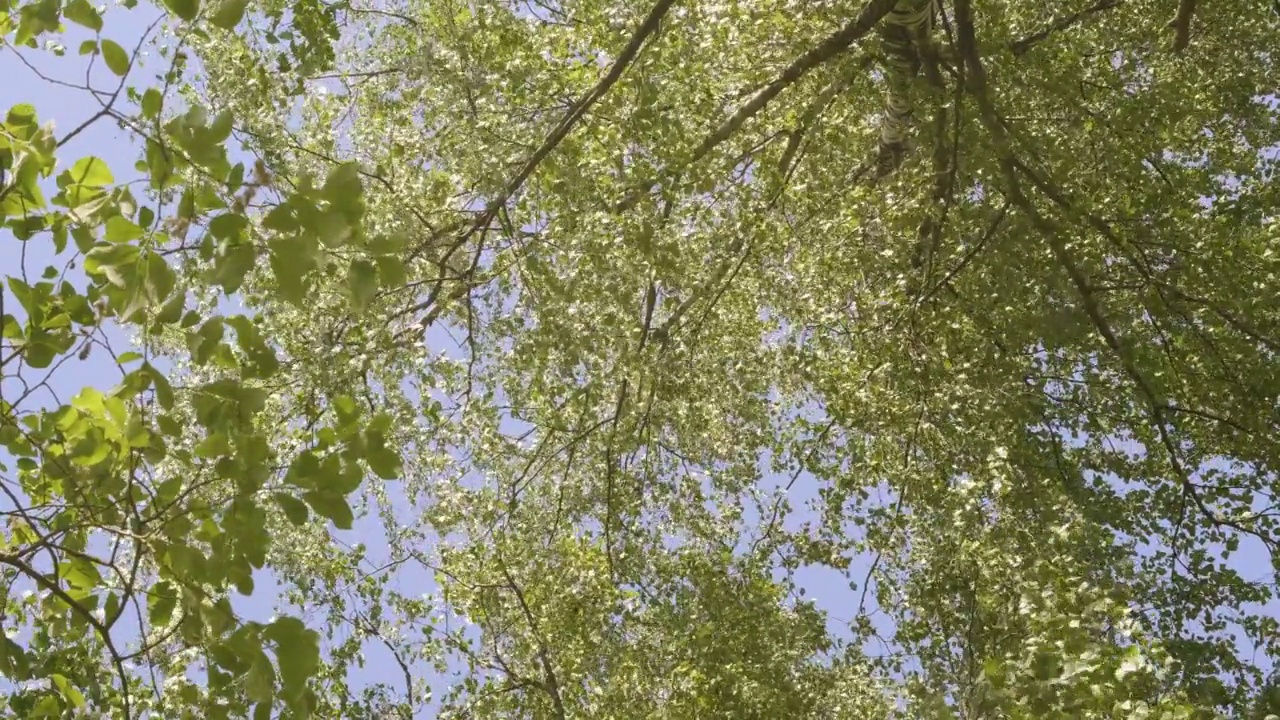 夏季森林里各种各样的树冠在阳光的映衬下映衬着蓝天。树的底部视图视频素材