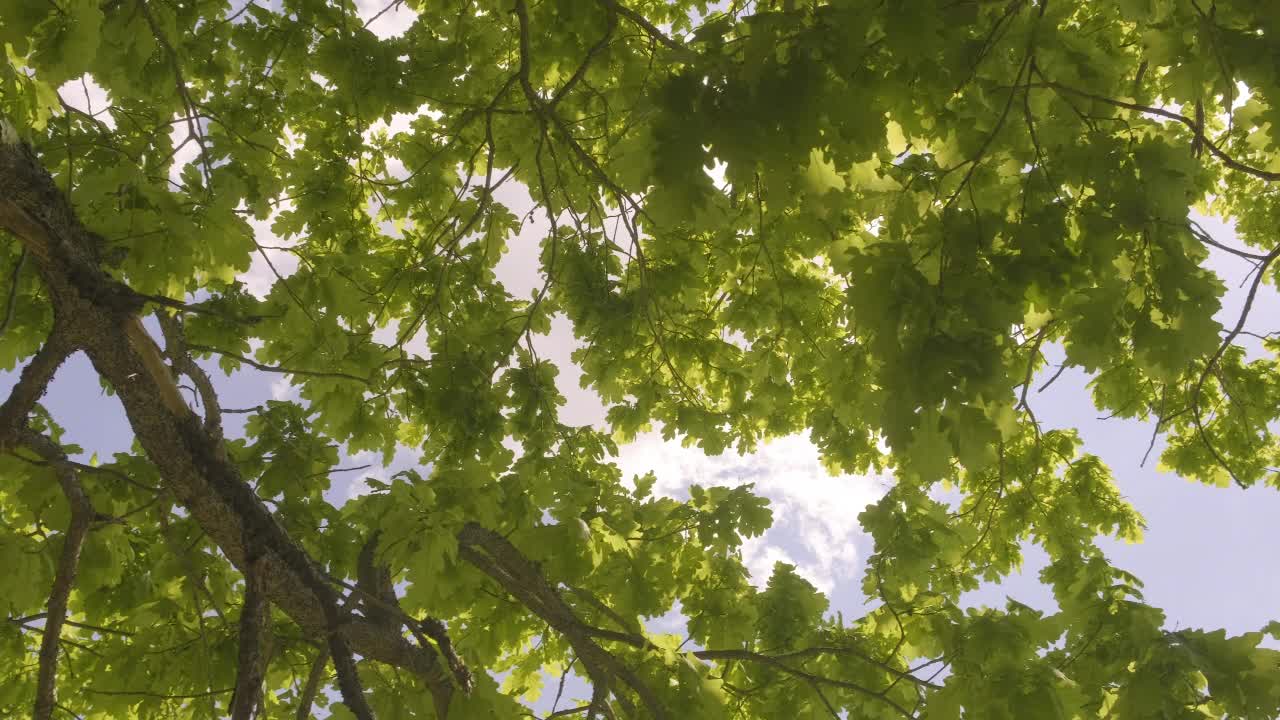 夏季森林里各种各样的树冠在阳光的映衬下映衬着蓝天。树的底部视图视频素材