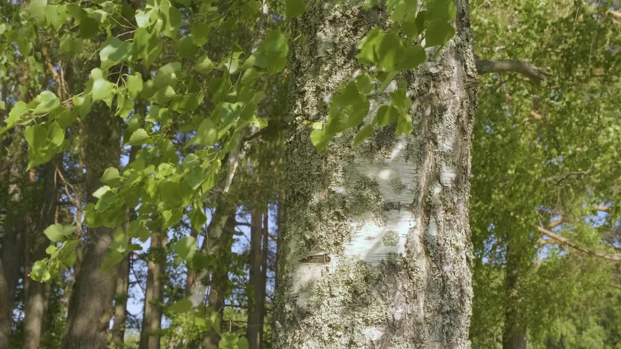 夏季森林里各种各样的树冠在阳光的映衬下映衬着蓝天。树的底部视图视频素材