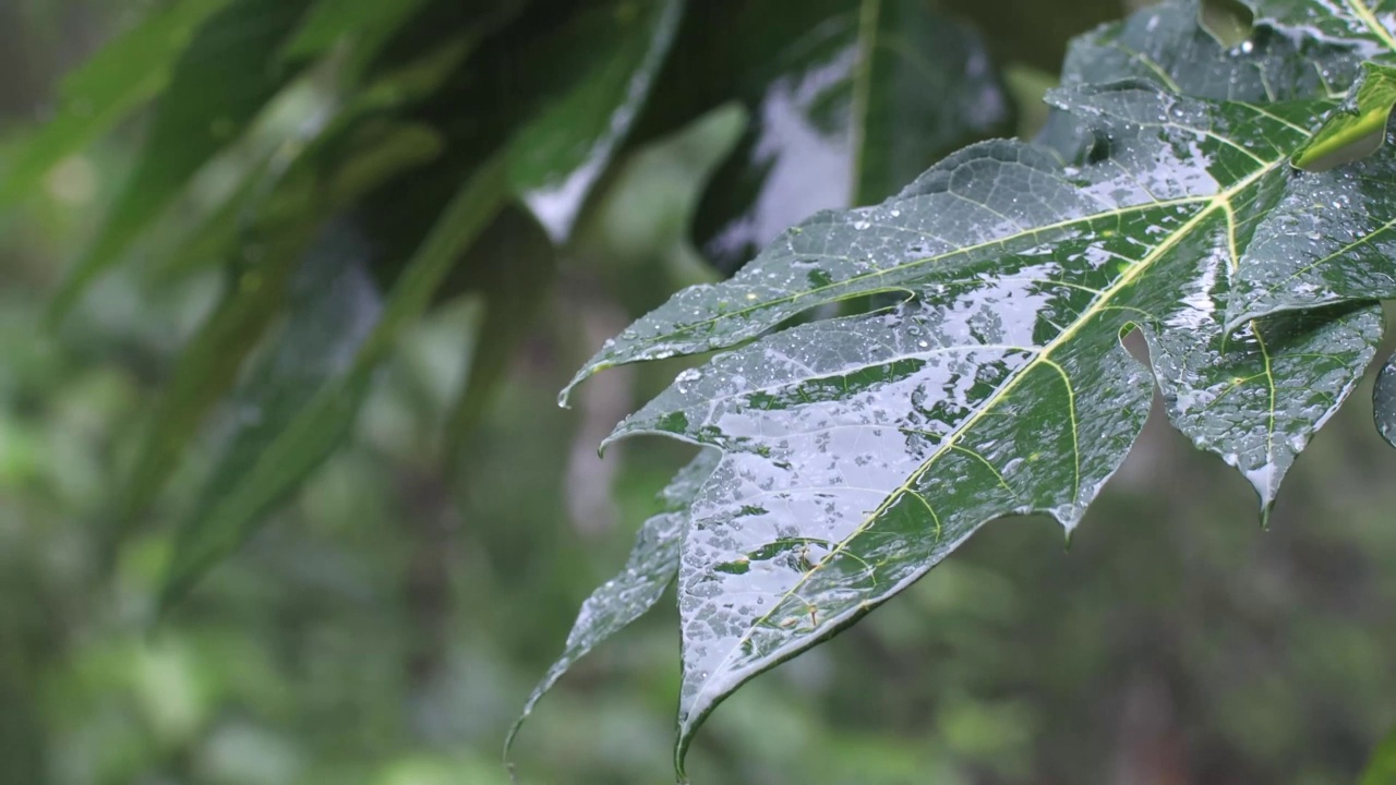 下雨了。视频下载