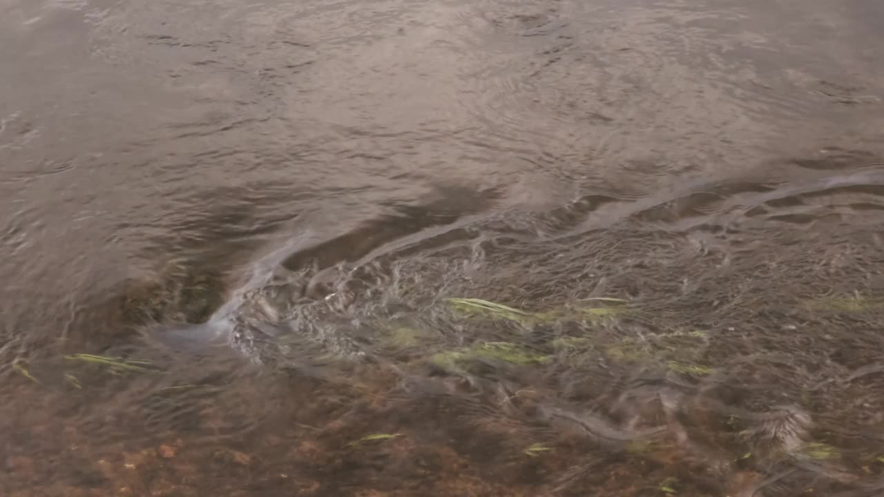 水和绿草在河里慢慢流动的特写视频素材