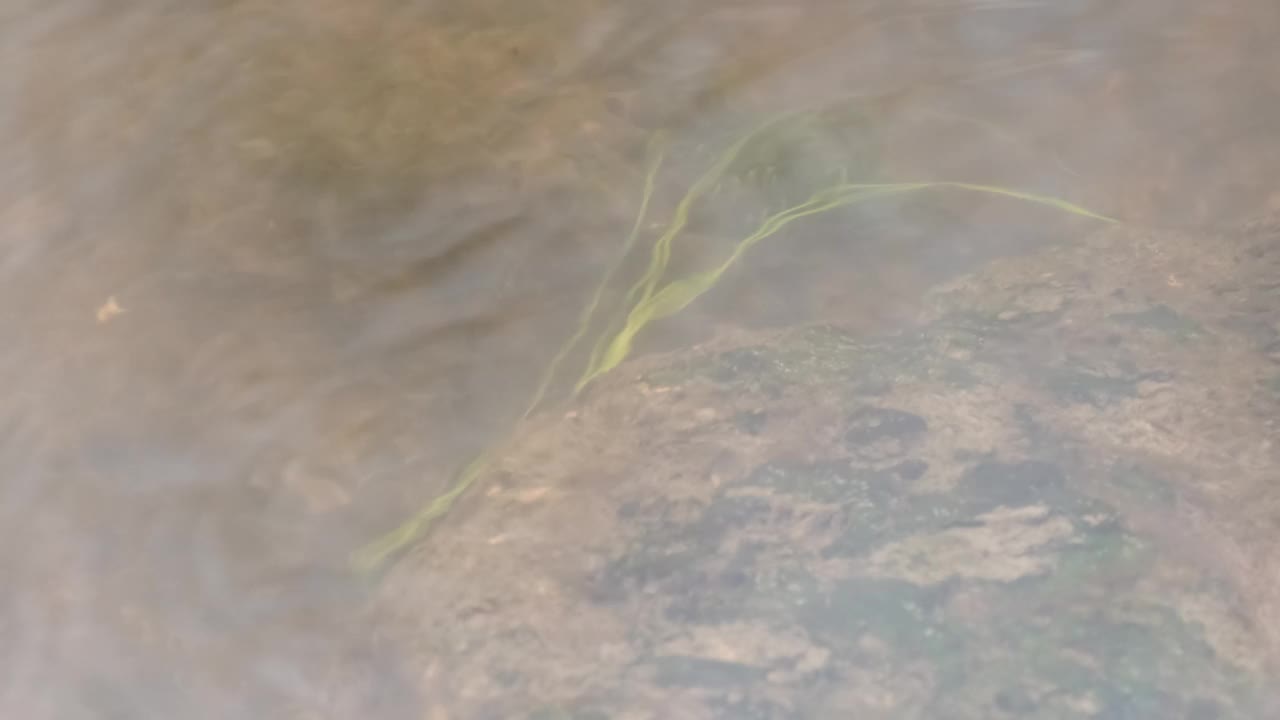 水和绿草在河里慢慢流动的特写视频素材