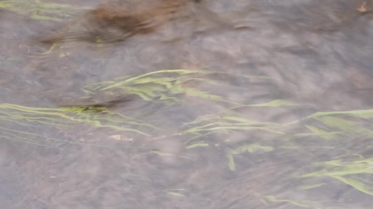 水和绿草在河里慢慢流动的特写视频素材