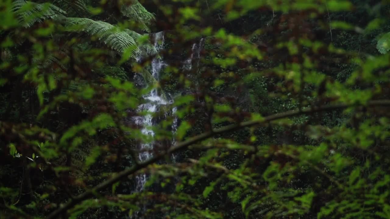 蕨类植物和热带植物没有焦点视频素材