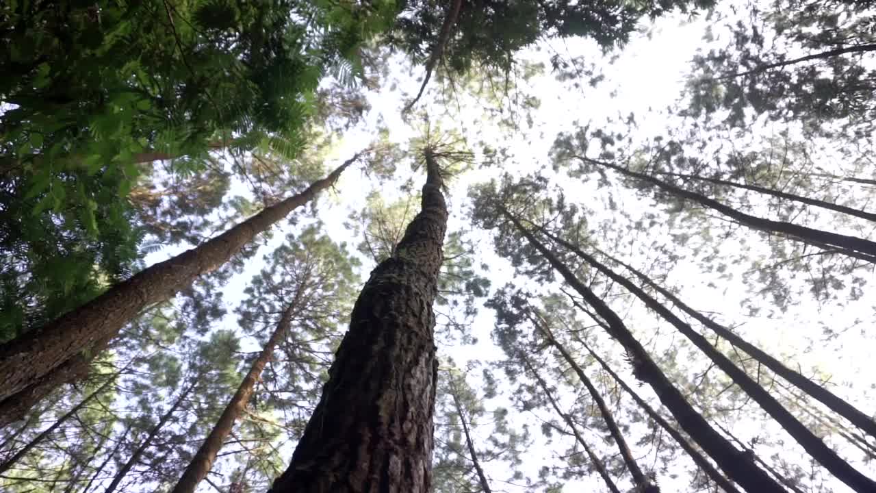 巨大的松树映衬着明亮的天空视频素材