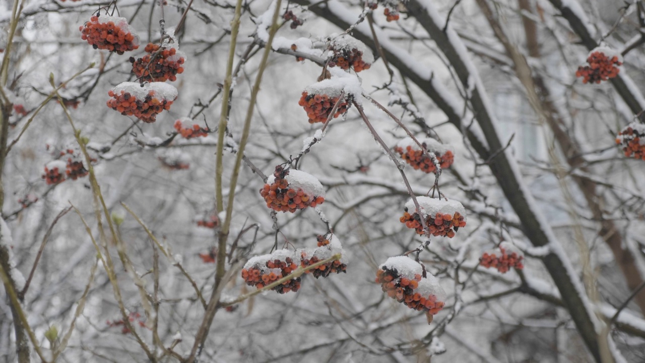 红艳艳的花楸枝头覆盖着初雪视频素材