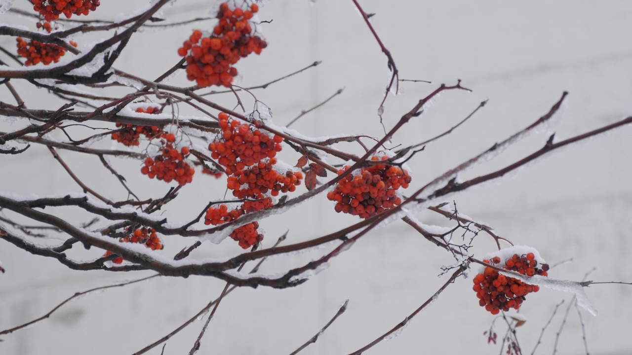 红艳艳的花楸枝头覆盖着初雪视频素材