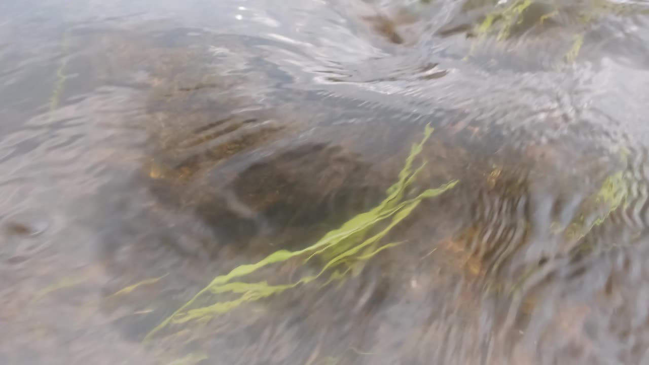 水和绿草在河里慢慢流动的特写视频素材