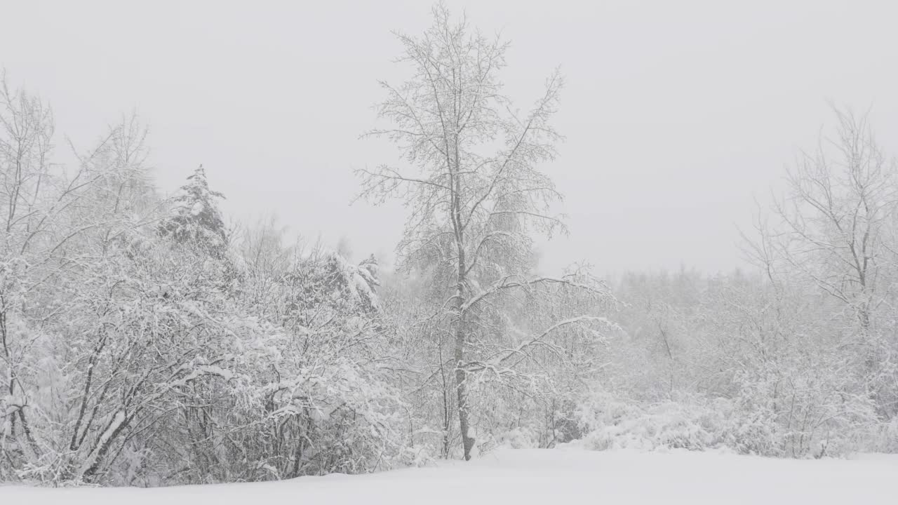 冬天的森林在下雪，慢动作。视频素材