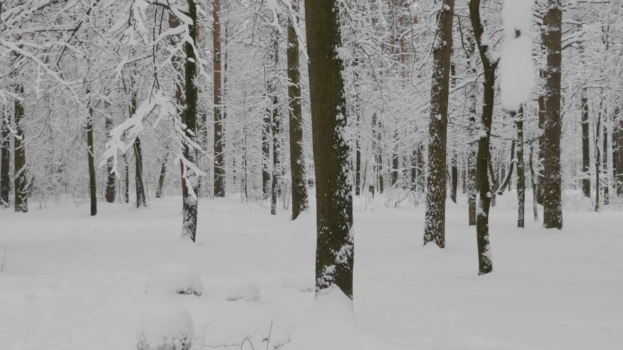 冬天的森林在下雪，慢动作。视频素材