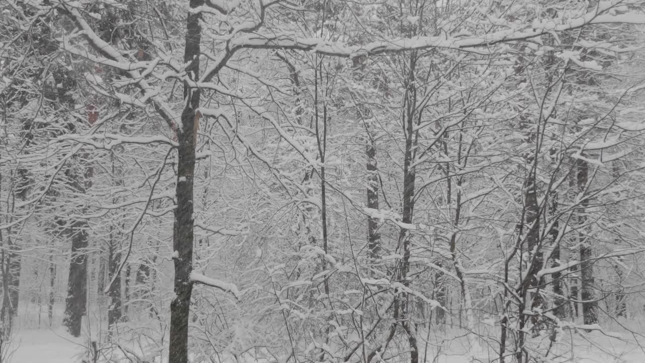 冬天的森林在下雪，慢动作。视频素材