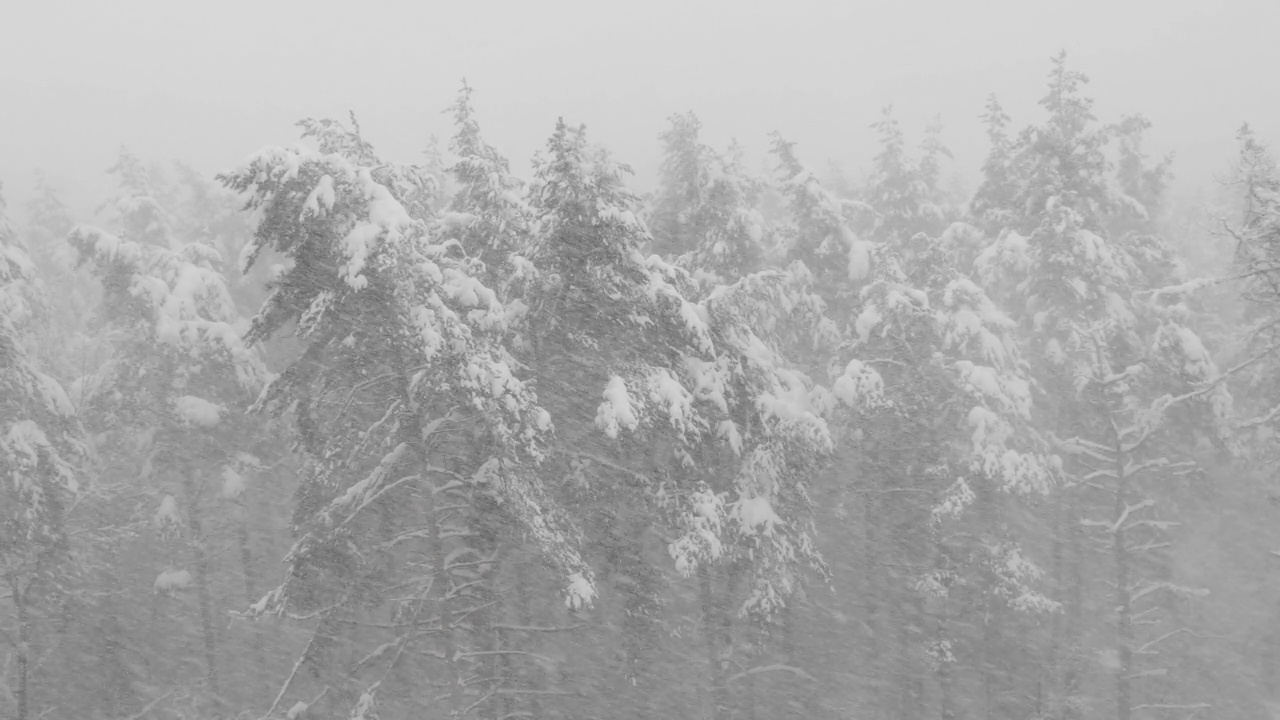 冬天的森林在下雪，慢动作。视频素材