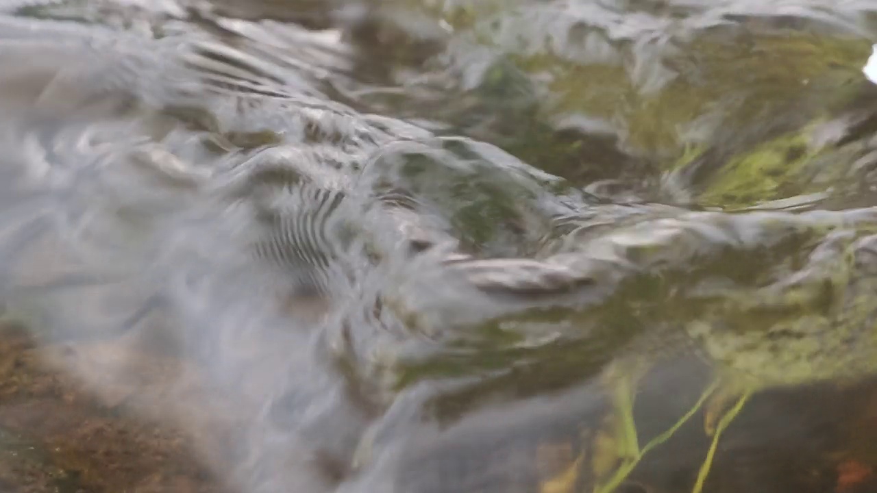 水和绿草在河里慢慢流动的特写视频素材