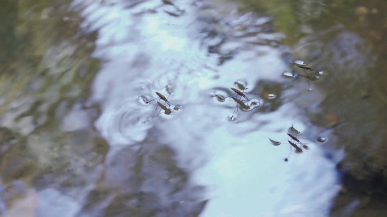 水黾科。一只甲虫在水上行走，特写。河水清澈视频素材