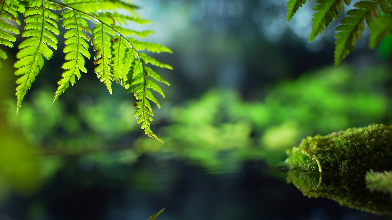 以棕榈树和雨林为背景的小雨。冥想和瑜伽与自然和谐相处视频素材