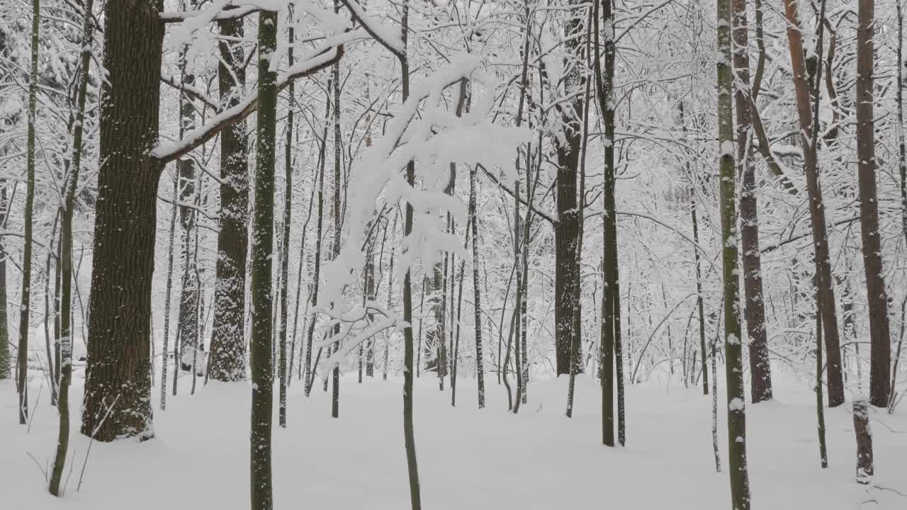 冬天的森林在下雪，慢动作。视频素材