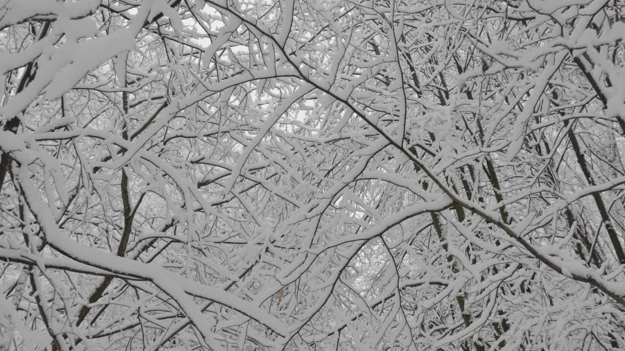 冬天的森林在下雪，慢动作。视频素材