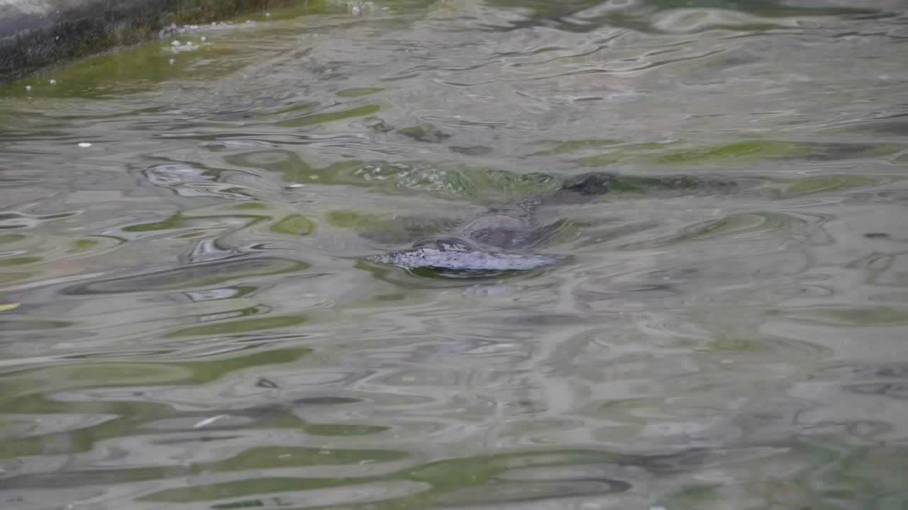 非常可爱的斑点海豹出现在海浪中。视频素材