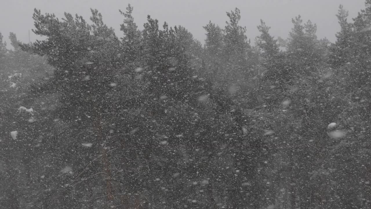 冬天的森林在下雪，慢动作。视频素材