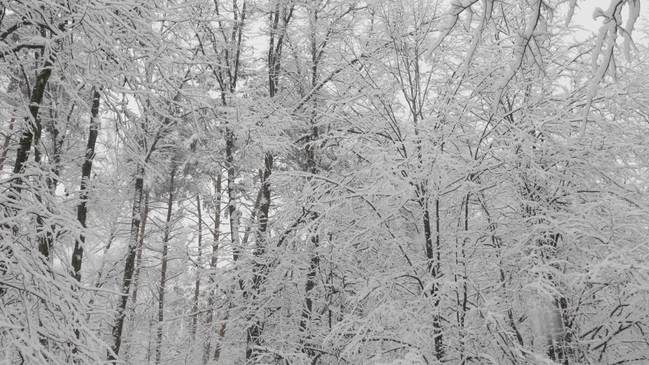 冬天的森林在下雪，慢动作。视频素材