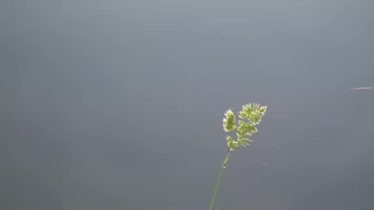 夏天的背景与绿色的草的背景下缓缓流动的水在河与太阳射线和bokeh特写视频素材