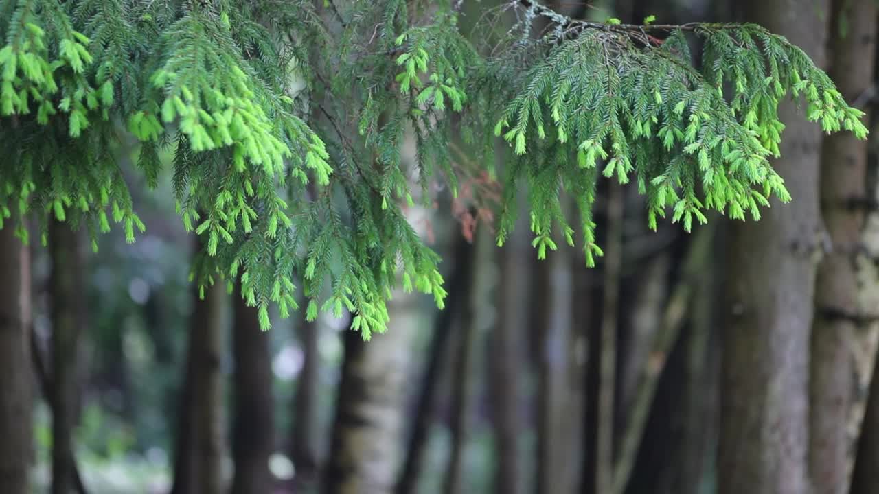 云杉上长出了嫩绿的针叶。慢慢的树枝在风中摇摆，在一个美丽的背景与散景视频素材