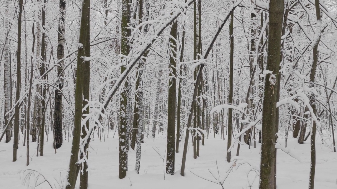 冬天的森林在下雪，慢动作。视频素材