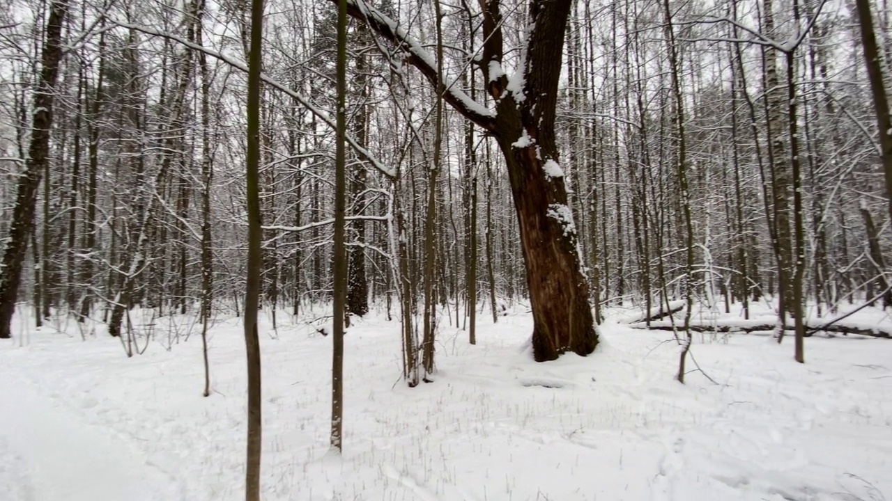 冬天的森林在下雪，慢动作。视频素材