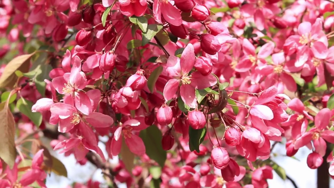 紫色的苹果花。春天开花的树视频素材