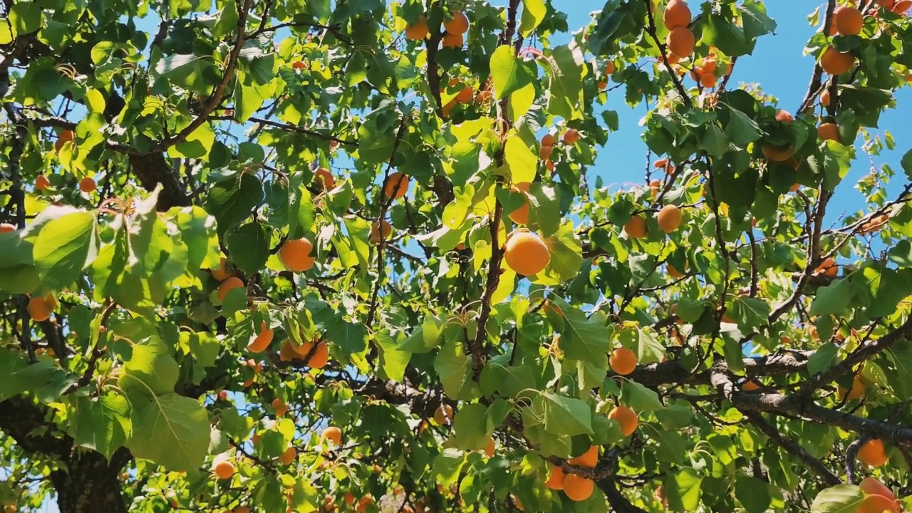 花园里的杏树视频素材