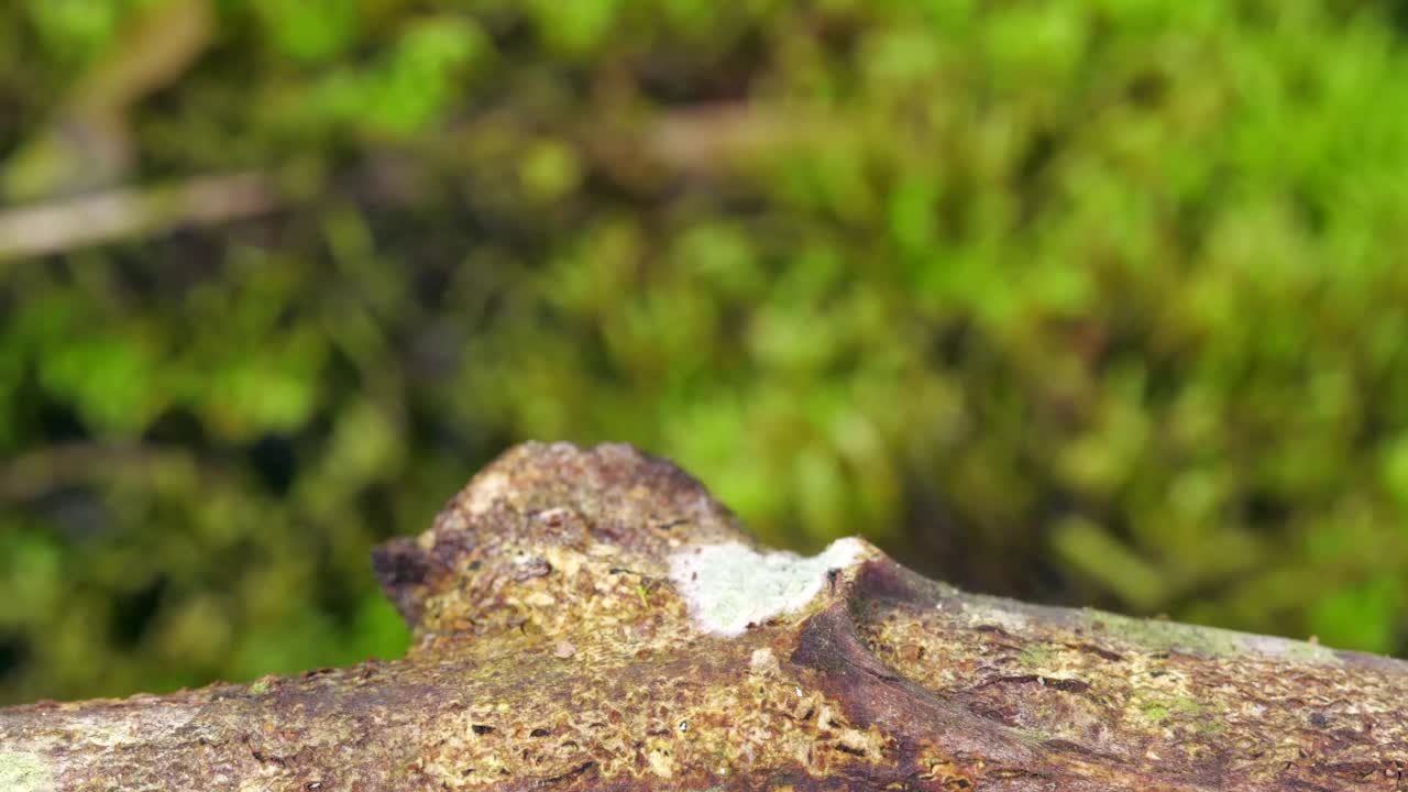 沿着树枝行走的亚马逊千足虫。视频下载