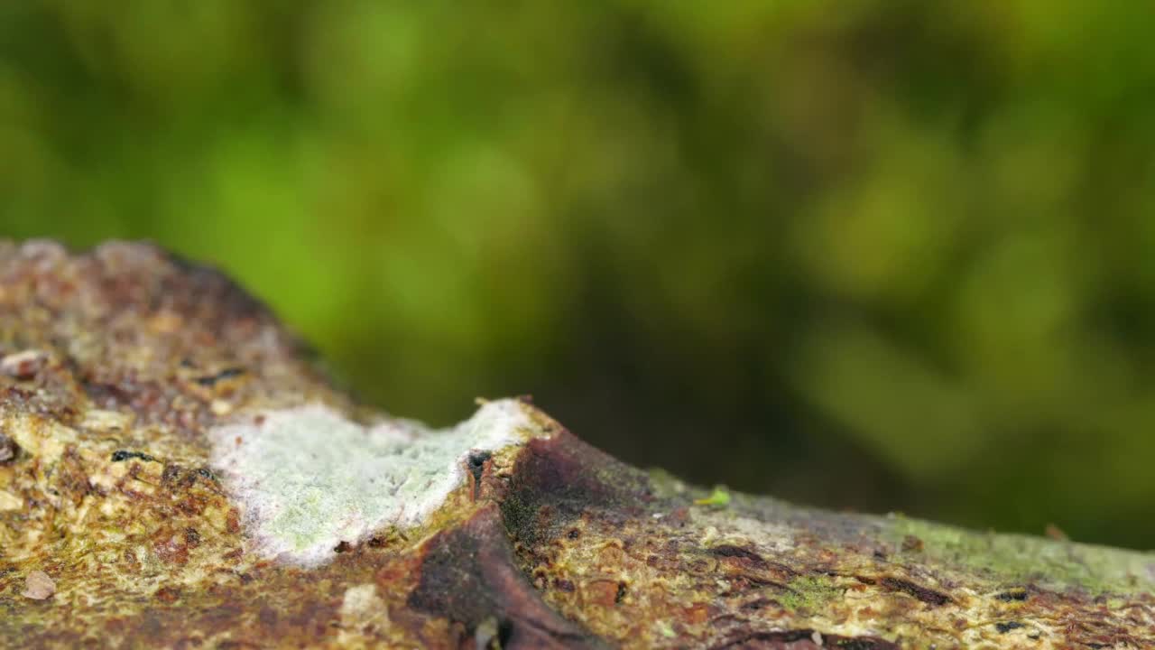 沿着树枝行走的亚马逊千足虫。视频素材