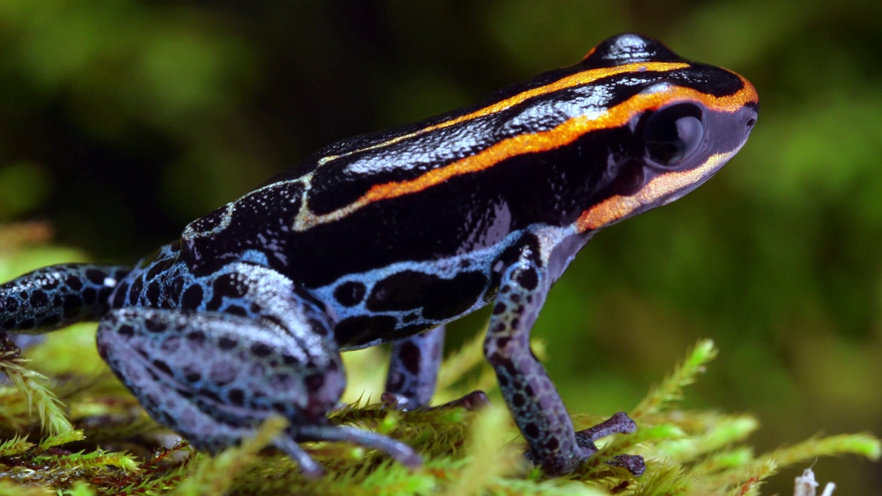 网状毒蛙(Ranitomeya ventrimaculata)视频下载