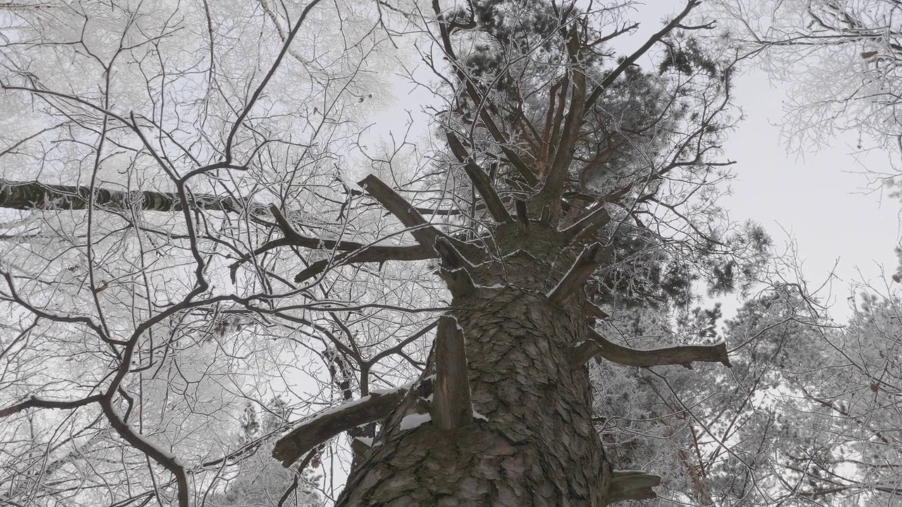 冬天的森林在下雪，慢动作。视频素材