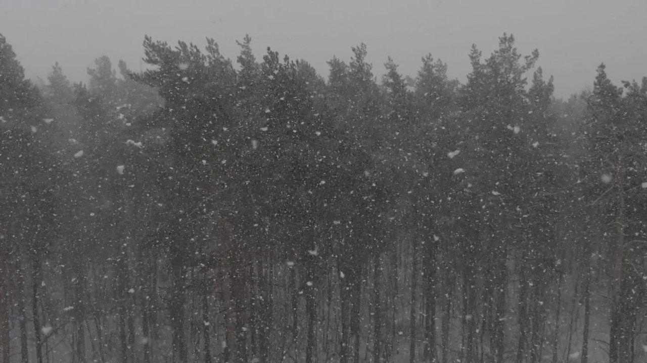 冬天的森林在下雪，慢动作。视频素材