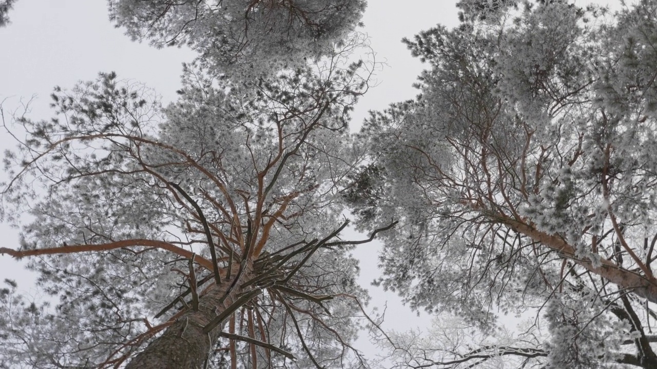 冬天的森林在下雪，慢动作。视频素材