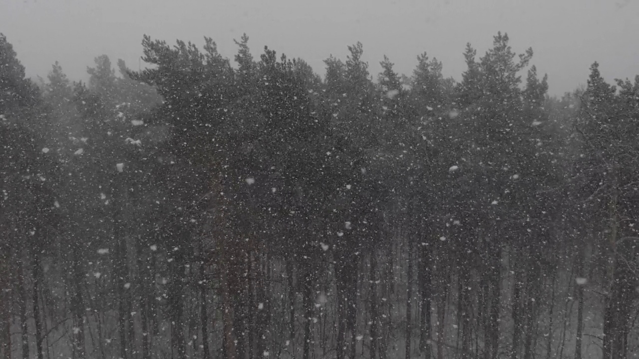 冬天的森林在下雪，慢动作。视频素材