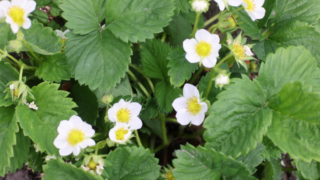 带花的草莓植物。农业、园艺的概念。相机的运动。视频素材