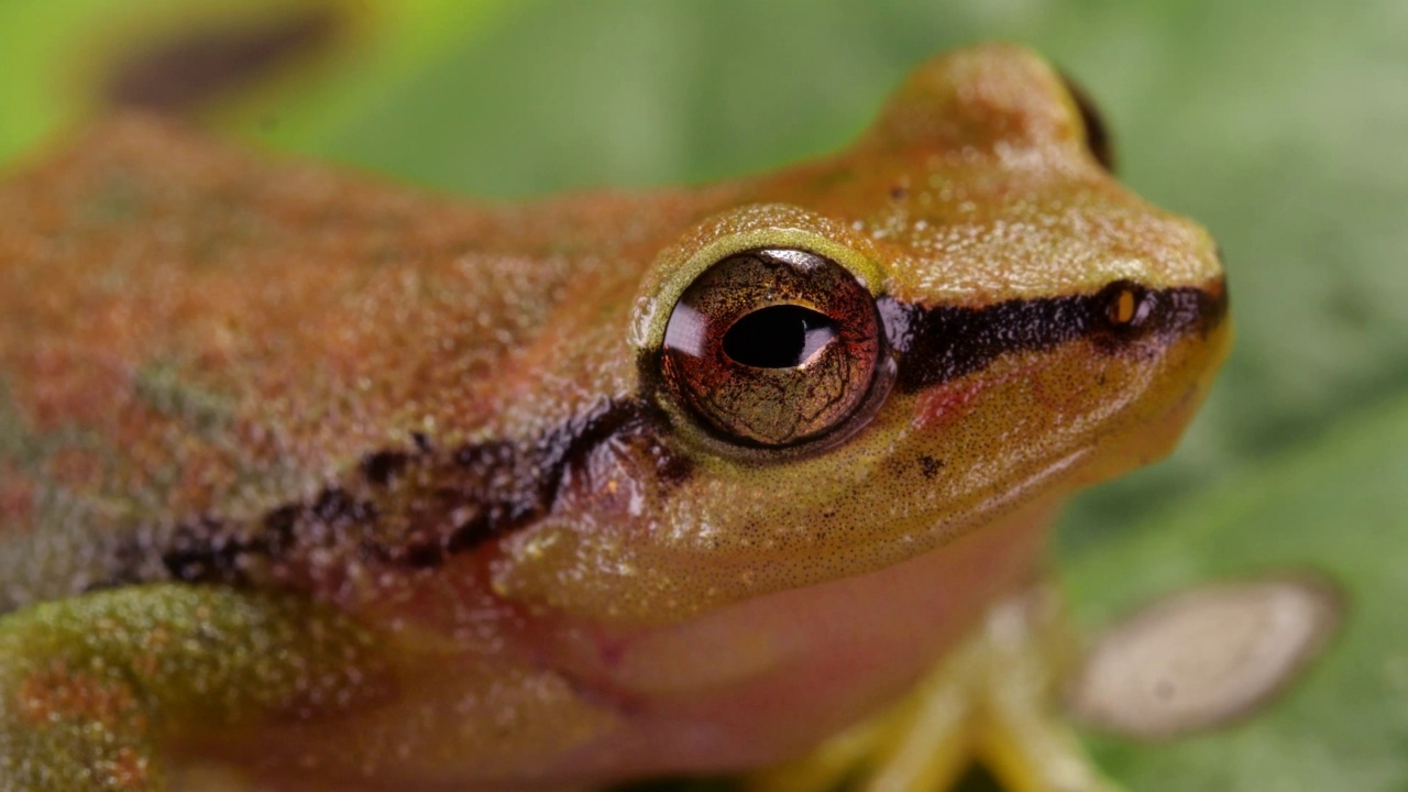 绿森林雨蛙(Pristimantis omeviridis)视频下载
