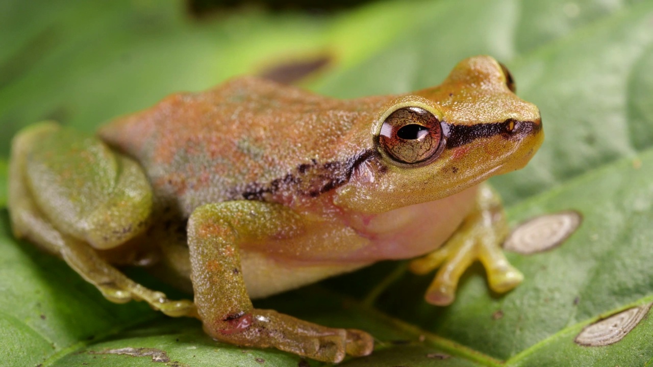 绿森林雨蛙(Pristimantis omeviridis)视频素材